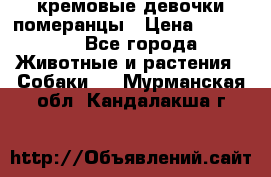 кремовые девочки померанцы › Цена ­ 30 000 - Все города Животные и растения » Собаки   . Мурманская обл.,Кандалакша г.